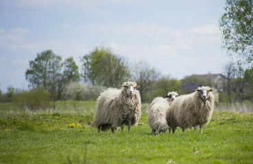 Grazing white sheep. Herd of sheep on meadow