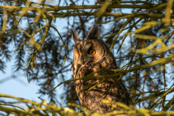 Portrait Long-eared Owl with big orange eyes n a pine trunk, wild animal in the nature winter quarters, germany