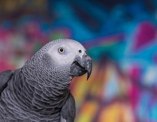African Grey Parrot against wall with graffitti