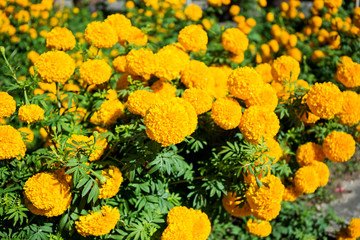 Yellow Marigold flowers