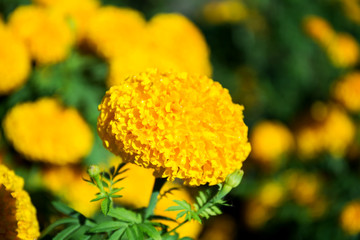 Yellow Marigold flowers
