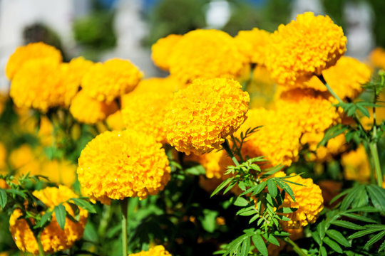 Yellow Marigold flowers