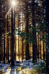 Bright sunny forrest, picture taken during first day's of winter in Holland.