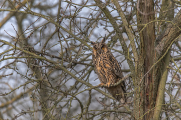 Eurasian Eagle Owl (Asio otus) sitting in the tree, close-up, wildlife photo.