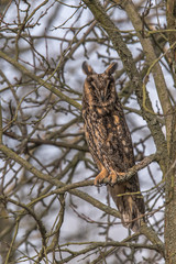 Eurasian Eagle Owl (Asio otus) sitting in the tree, close-up, wildlife photo.