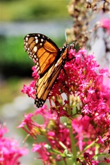 Obraz premium Butterfly