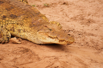 Obraz premium Crocodile head