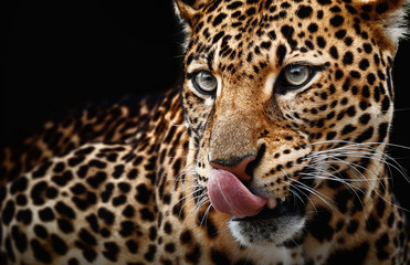 Panele Szklane  Leopard portrait on dark background. Panthera pardus kotiya, predator licked