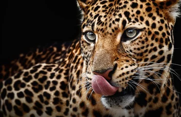 Abwaschbare Fototapete Wohnzimmer Leopardenporträt auf dunklem Hintergrund. Panthera pardus kotiya, Raubtier geleckt