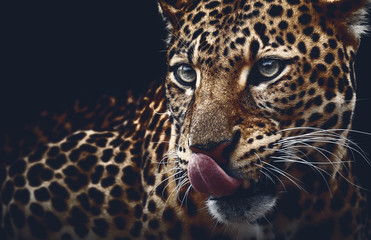 Fototapeta na wymiar Leopard portrait on dark background. Panthera pardus kotiya, predator licked