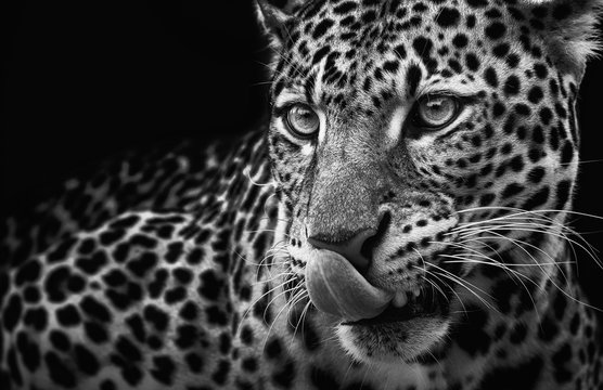 Leopard portrait on dark background. Panthera pardus kotiya, predator licked