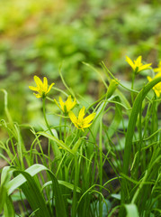 Small yellow flowers Gagea lutea, Yellow Star-of-Bethlehem