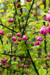 Obraz na płótnie Canvas Branches of bush with pink flowers Prunus triloba, Louiseania triloba, flowering plum or flowering almond
