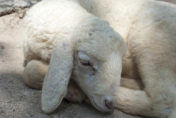 White sheep sleeping in the daytime.