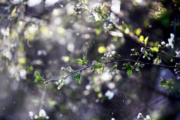 Blur bokeh cherry blossom at the rain drops