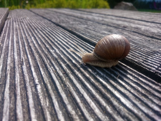 Weinbergschnecke Snail