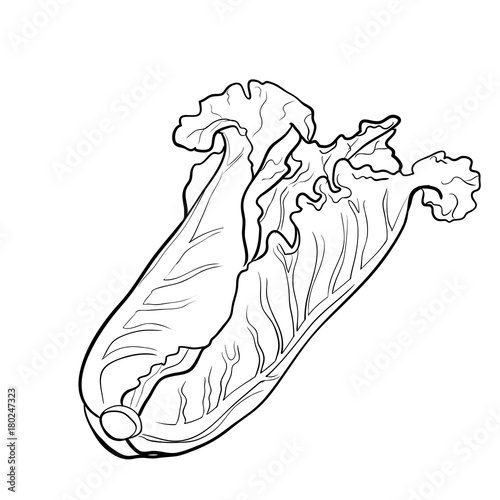 Pechay outline 08 picture