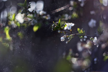 Blur bokeh cherry blossom at the rain drops