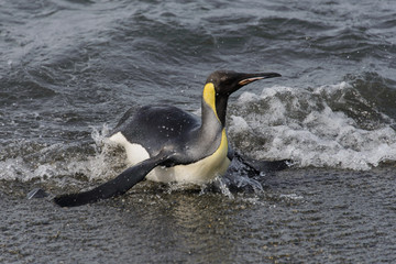 King penguin going from sea