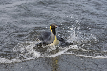 King penguin going from sea