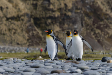 Fototapeta premium king penguins