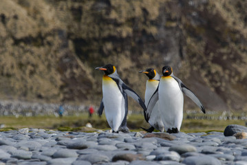 king penguins