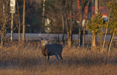 Fototapeta premium White-tailed deer buck along the road in the early morning light in Ottawa, Canada