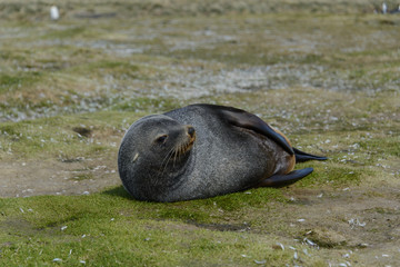 Fur seal.