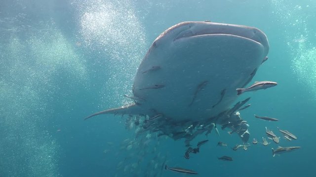 Whale shark (Rhincodon typus)