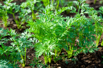 green carrot sprouts