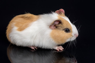 Cute little baby pet white brown guinea pig isolated on the black background with reflections