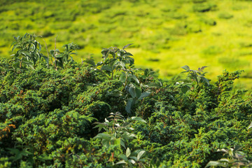Juniper and wild raspberry tree. Communis with juniper and wild raspberry together
