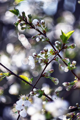 Blur bokeh cherry blossom at the rain drops