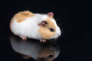Obraz premium Cute little baby pet white brown guinea pig isolated on the black background with reflections