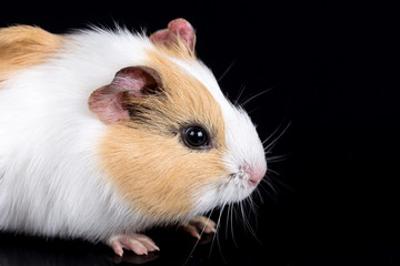 Cute little baby pet white brown guinea pig isolated on the black background with reflections
