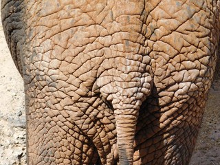 Fototapeta premium Elefant von hinten