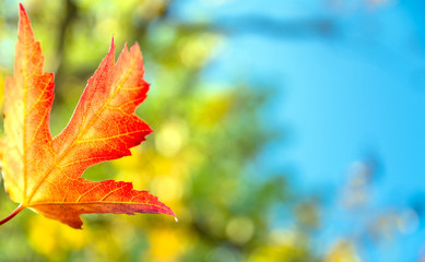 red autumn leaf with foliage background