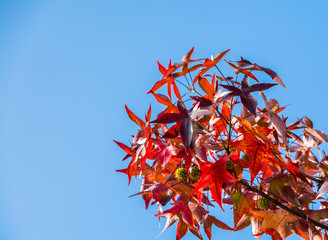 tree branches with yellow leaves in autumn