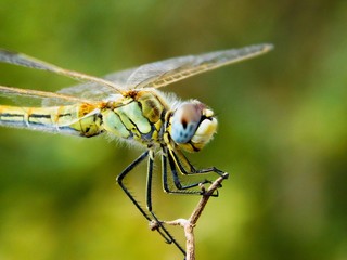 Libelle makro Dragonfly Odonata