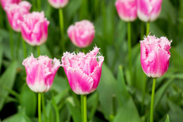 Pink tulip in the field