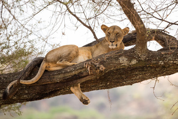 Eine Löwin ruht sich im Geäst eines großen Baumes aus.