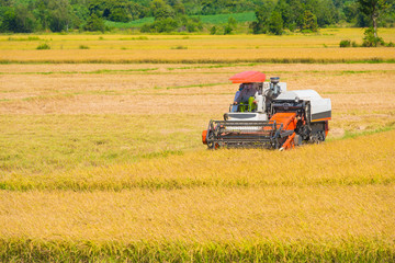 Obraz premium rice harvesting in the field