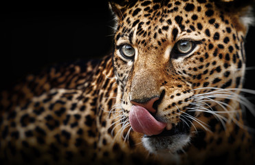 Naklejka na ściany i meble Leopard portrait on dark background. Panthera pardus kotiya, Big spotted cat lying
