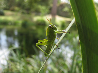 Grillo