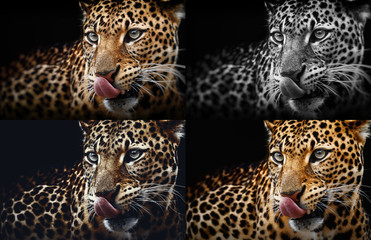 Fototapeta premium Leopard portrait on dark background. Panthera pardus kotiya, Big spotted cat lying