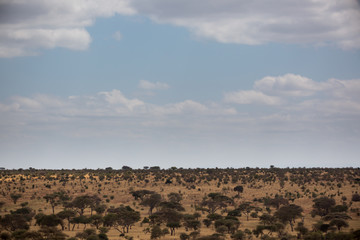 Tarangire - Nationalpark - Tansania - Afrika