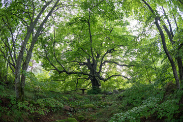 Old linden tree in the evening. Forest in summer. Mohni, small island in Estonia, Europe.