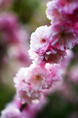 The oriental cherry blossoms