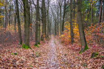 herbstliche Allee im Wald