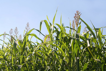 Campo di sorgo e cielo azzurro. Sorghum vulgare